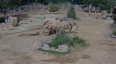 Cinci elefanţi de la grădina zoologică din San Diego, surprinşi formând un ”cerc de alertă” pentru a proteja un pui în timpul cutremurului de magnitudinea 5,2 de luni în California