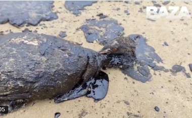 Mareea neagră cauzată de eşuarea a două petroliere ruseşti în decembrie poluează în continuare plajele şi perturbă sezonul turistic la Marea Neagră