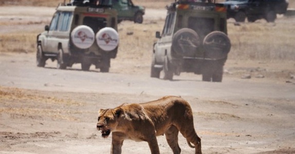 Turist ucis de un leu, după ce iese din cort pentru a se duce la toaletă, în timpul unui safari de lux în Namibia