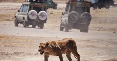 Turist ucis de un leu, după ce iese din cort pentru a se duce la toaletă, în timpul unui safari de lux în Namibia
