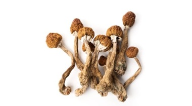 Noua Zeelandă dă undă verde folosirii psilocybin, un compus prezent în mod natural în anumite ciuperci halucinogene, în lupta împotriva depresiei
