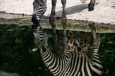 Trei răniţi uşor la Belgrad, doi adulţi şi un copil de doi ani, după ce o zebră scapă din ţarc la grădina zoologică