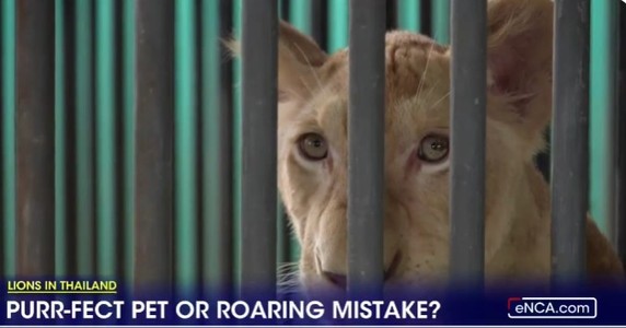 „Nebunie curată”. Leii domestici au devenit o adevărată modă în Thailanda, iar autorităţile se confruntă cu o suprapopulaţie de feline - VIDEO, FOTO