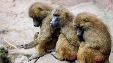 O grădină zoologică din Germania ucide 12 babuini pentru care nu avea suficient spaţiu, în ciuda protestelor