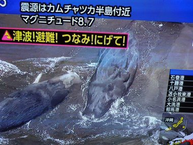 Imagini impresionante cu balene eşuate pe coastele japoneze. În zonă era alertă de tsunami, după cutremurul puternic din Kamceatka