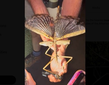 O insectă uriaşă a fost descoperită în copacii de la altitudine mare în Australia - FOTO