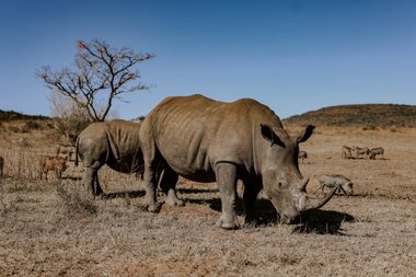 Cornul rinocerilor a fost injectat cu substanţe radioactive pentru a descuraja traficanţii, într-un proiect lansat în Africa de Sud