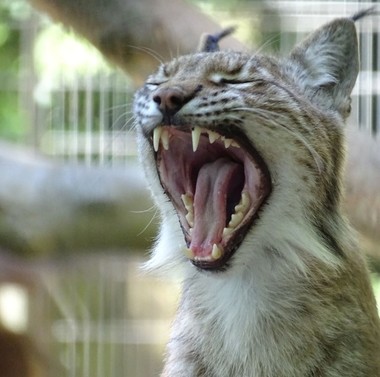 O grădină zoologică din Danemarca cere oamenilor să-i aducă animale de companie nedorite pentru a-şi hrăni prădătorii cu ele