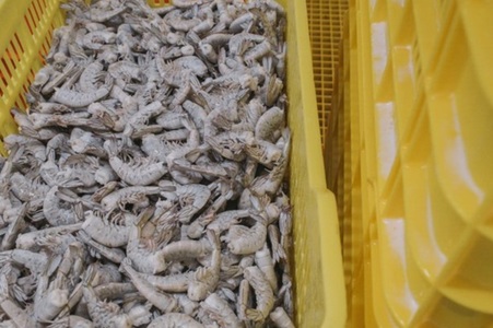 FDA cere retragerea de pe piaţă a unor creveţi posibil radioactivi, vânduţi la Walmart în 13 state în SUA. Vama a găsit cesiu-137 un radioizotop într-o încărcătură de creveţi congelaţi importaţi de societatea PT. Bahari Makmur Sejati din Indonezia