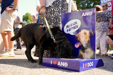 Campania electorală din Cehia, zguduită de un complot pentru angajarea unui ucigaş de câini