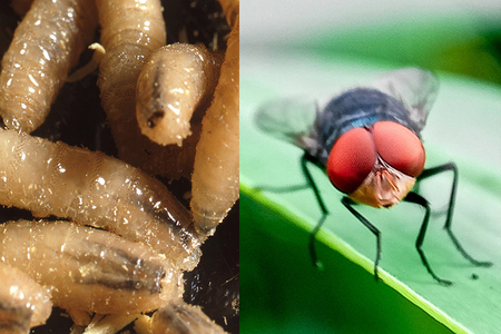 Parazitul vierme-şurub, care mănâncă ţesuturi vii, a fost detectat pentru prima dată la un om în SUA