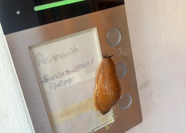 Farsorul care a chinuit locuitorii unui bloc din Germania s-a dovedit a fi un... melc