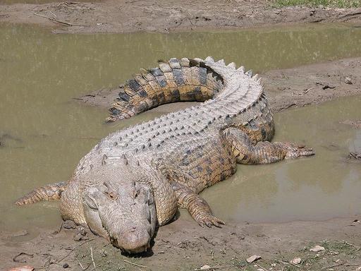 Egipt - Crocodil găsit în mare, în zona unei plaje din Alexandria