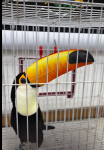 Poliţia a arestat 47 de persoane şi a salvat sute de animale, în cea mai mare operaţiune împotriva traficanţilor de animale sălbatice din Brazilia / Tucani, papagali, broaşte ţestoase, maimuţe şi un piton, între cele peste 800 de animale salvate - VIDEO