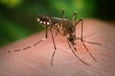 Brazilia va proteja 140 de milioane de oameni de febra dengue printr-o ”super-fabrică” de ţânţari
