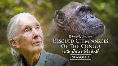 Celebra cercetătoare Jane Goodall, pionieră în studiul aprofundat al cimpanzeilor şi apărătoare a vieţii sălbatice, a încetat din viaţă la 91 de ani