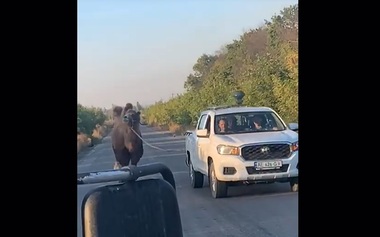 Războiul din Ucraina - O cămilă folosită de trupele ruse, capturată de soldaţii din Kiev - VIDEO