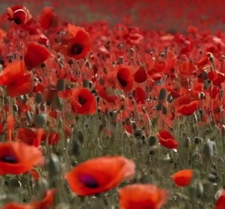 The Washington Post: În cel mai mare secret, CIA a întins o capcană cu mac modificat pentru a reduce producţia de opiu a Afganistanului