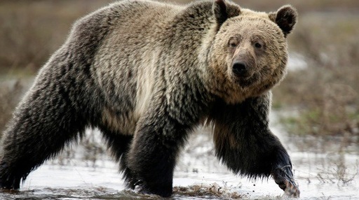 Canada - 11 răniţi, printre care mai mulţi elevi, după atacul unui urs în vestul ţării