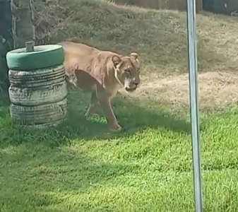 Un adolescent care visa să îmblânzească lei a fost sfâşiat mortal după ce a intrat în ţarcul de la o grădină zoologică din Brazilia/ VIDEO