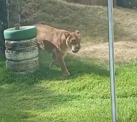 Un adolescent care visa să îmblânzească lei a fost sfâşiat mortal după ce a intrat în ţarcul de la o grădină zoologică din Brazilia/ VIDEO
