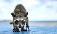 Un raton, găsit beat mort după ce a dat o spargere la un magazin de alcool, în estul SUA