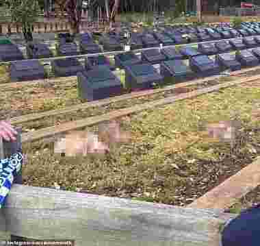 La câteva ore după tragedia de la Sydney, un cimitir musulman a fost profanat cu capete de porc