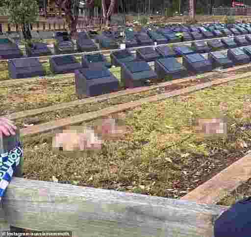La câteva ore după tragedia de la Sydney, un cimitir musulman a fost profanat cu capete de porc