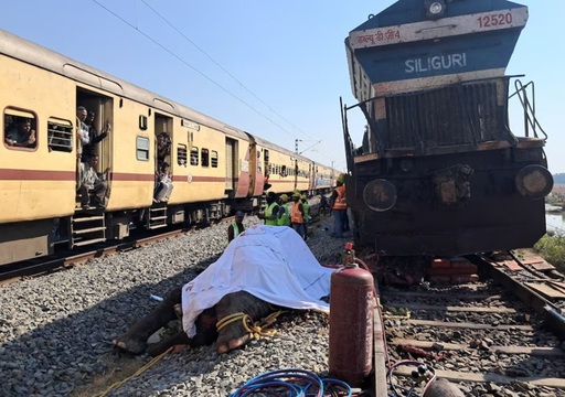 Şapte elefanţi au murit într-un accident feroviar în nord-estul Indiei