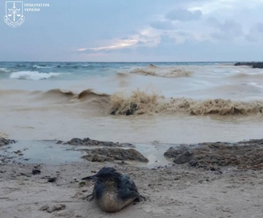Poluare cu ulei de floarea-soarelui la Marea Neagră, care ucide fauna marină, în urma unor atacuri ruse în portul Odesa. Zeci de păsări moarte