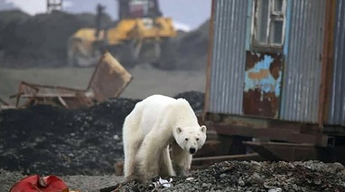 Un urs polar atacă şi răneşte trei membri ai unei familii, inclusiv un copil, în nordul Siberiei de Est