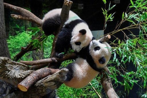 Tokyo: Admiratorii îşi iau rămas bun de la Lei Lei şi Xiao Xiao, doi urşi panda care se întorc în China