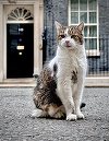 Motanul Larry împlineşte 15 ani în Downing Street 10