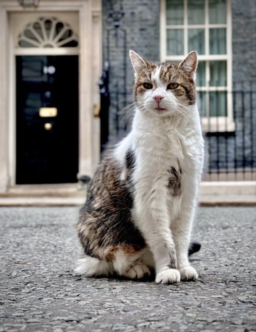 Motanul Larry împlineşte 15 ani în Downing Street 10