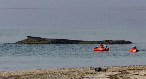 Operaţiune de salvare a unei balene eşuate pe coasta Mării Baltice, în nordul Germaniei
