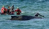 Balena eşuată pe coasta baltică a Germaniei s-a eliberat. Mamiferul, escortat de Poliţia Maritimă, care încearcă să-l urmărească