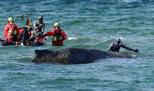 Balena eşuată pe coasta baltică a Germaniei s-a eliberat. Mamiferul, escortat de Poliţia Maritimă, care încearcă să-l urmărească