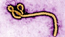 Ce se ştie până acum despre tulpina Bundibugyo a virusului Ebola?