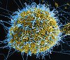 Ebola - Riscul de infectare în Uniunea Europeană este „foarte scăzut”, asigură Comisia Europeană, după ce Marco Rubio a criticat OMS pentru lentoarea cu care a acţionat