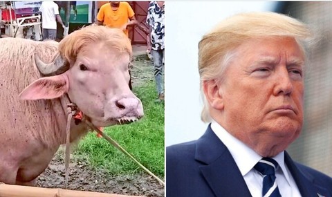 Un bivol considerat o adevărată „sosie” al lui Donald Trump a devenit vedetă în Bangladesh înainte de a fi sacrificat - VIDEO