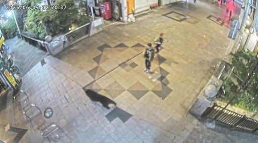 Aproape 100 de şcoli închise în Japonia, după mai multe semnalări ale unor urşi începând din weekend. Zeci de vânători, poliţişti şi oficiali locali caută animalul