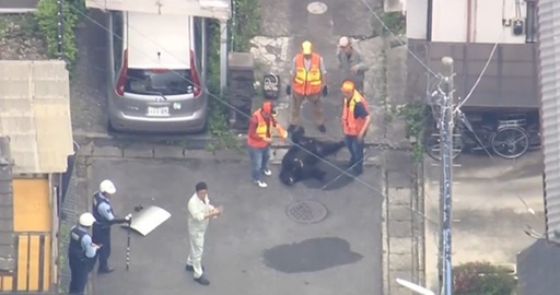 Ursul care rătăcea în oraşul Utsunomiya, în Japonia, de patru zile, capturat. Alt urs, care a rănit patru persoane, săptămâna trecută, în departamentul Fukushima, căutat în continuare