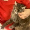 Aproximativ 40 de pisici furate pentru a fi transformate în carne au fost returnate proprietarilor lor în Vietnam. Poliţiştii au recuperat în total peste 400 de feline vii şi alte 80 moarte, păstrate în gheaţă