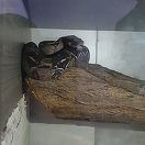 Doi şerpi boa constrictor găsiţi într-o săptămână pe un teren de golf din Marea Britanie

