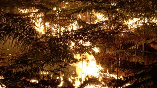 Pompierii luptă în continuare cu incendiul din pădurea Fontainebleau, de lângă Paris. Două persoane au fost arestate