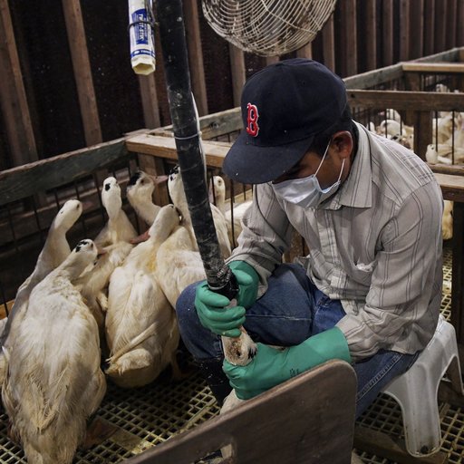 Brazilia interzice vânzarea de foie gras. Reprezentanţii francezi ai sectorului denunţă o „primă încălcare” a acordului Mercosur