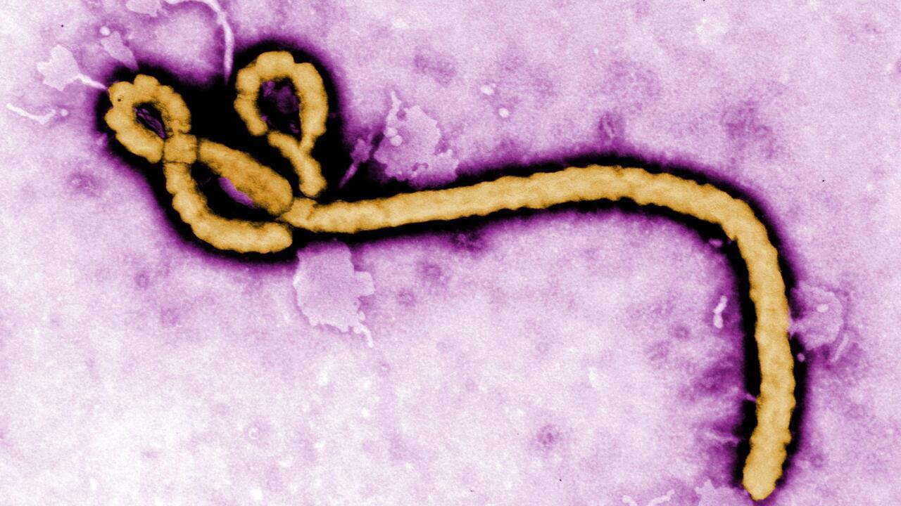 Virusul Ebola care a declanșat o epidemie de proporții în RD Congo s-ar putea să fi suferit mutații