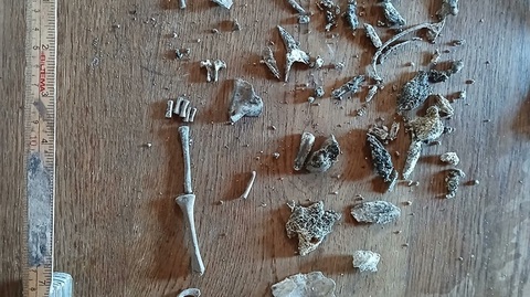 Rămăşiţele unei femeie însărcinate şi ale fătului ei, din Epoca Pietrei, descoperite într-o grotă, pe o insuliţă, în largul Insulei Gotland, la Marea Baltică, în Suedia