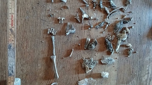 Rămăşiţele unei femei însărcinate şi ale fătului ei, din Epoca Pietrei, descoperite într-o grotă, pe o insuliţă, în largul Insulei Gotland, la Marea Baltică, în Suedia