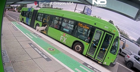 Două capre, pasageri nepoftiţi într-un autobuz la Portland, în Oregon